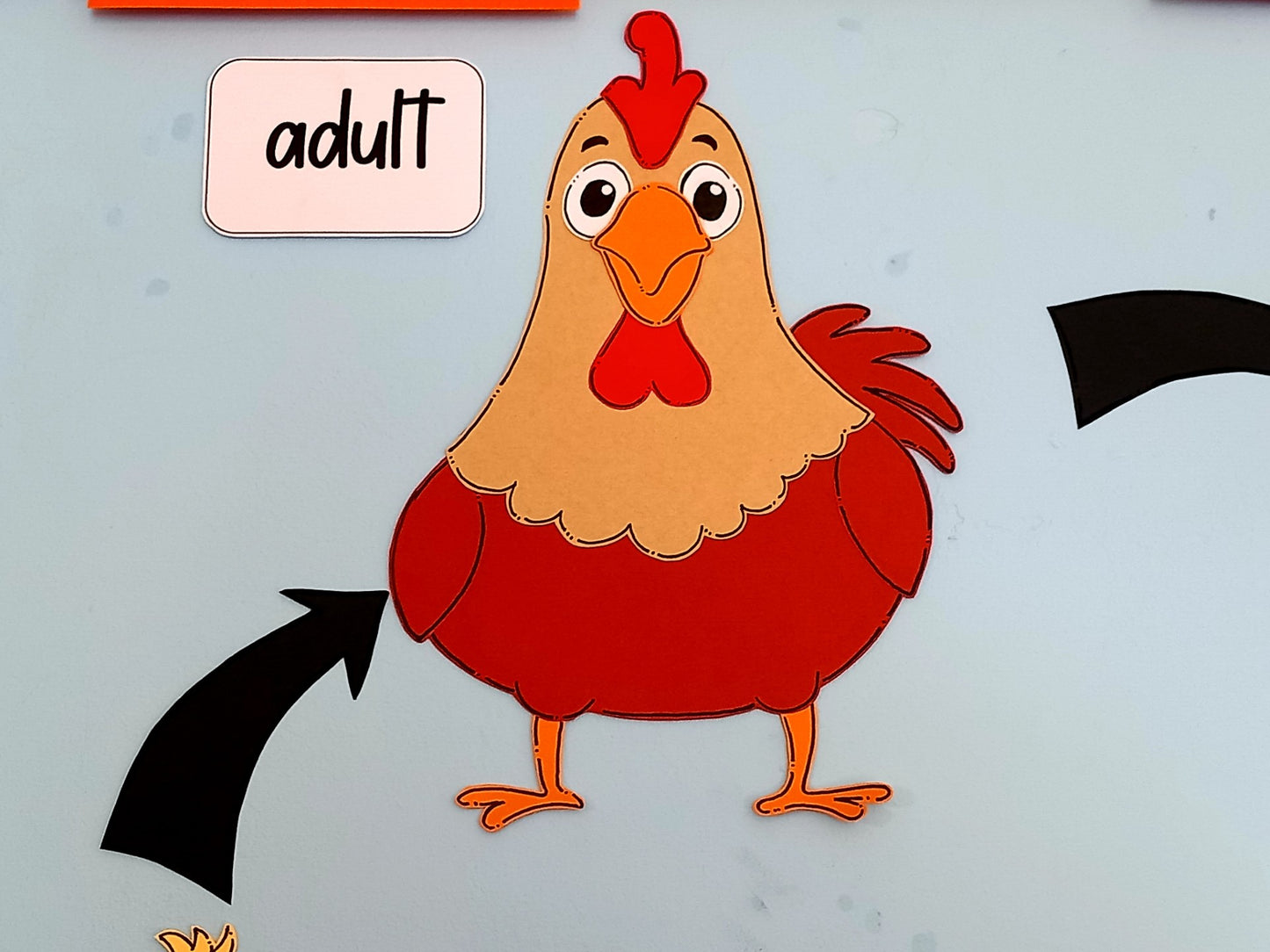 The Life Cycle of a Chicken Display