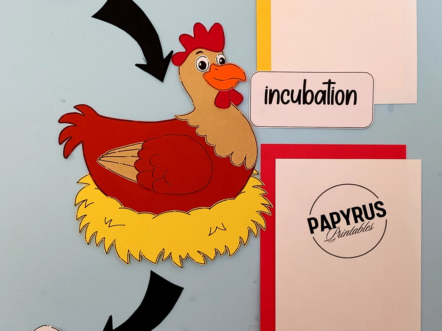 The Life Cycle of a Chicken Display