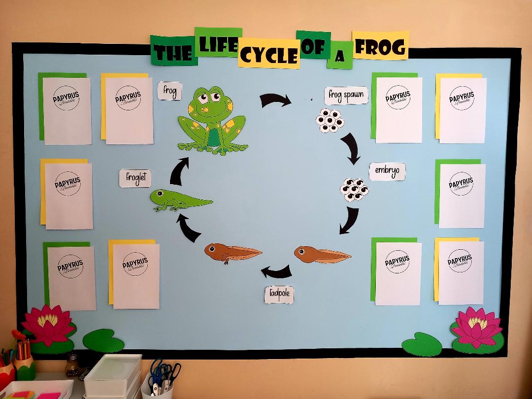 The Life Cycle of a Frog (LILYPADS)