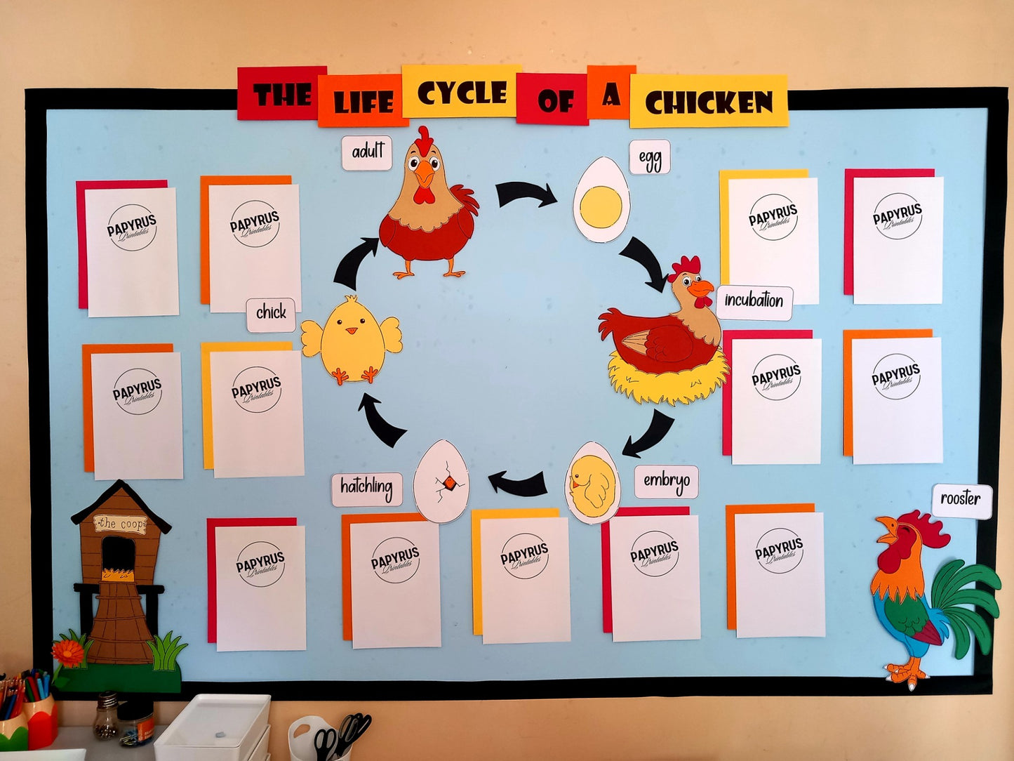 The Life Cycle of a Chicken Display