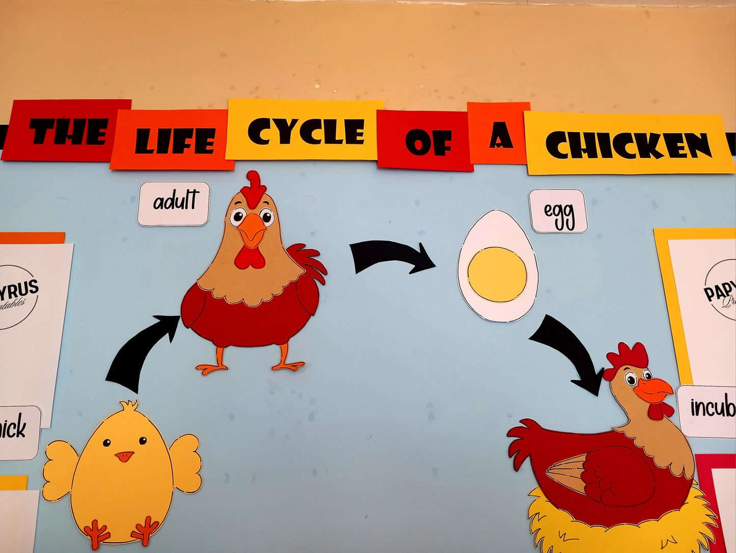 The Life Cycle of a Chicken Display
