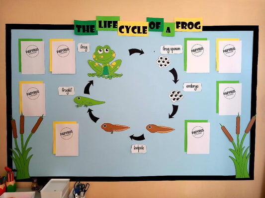 The Lifecycle of a Frog Display (REEDS)