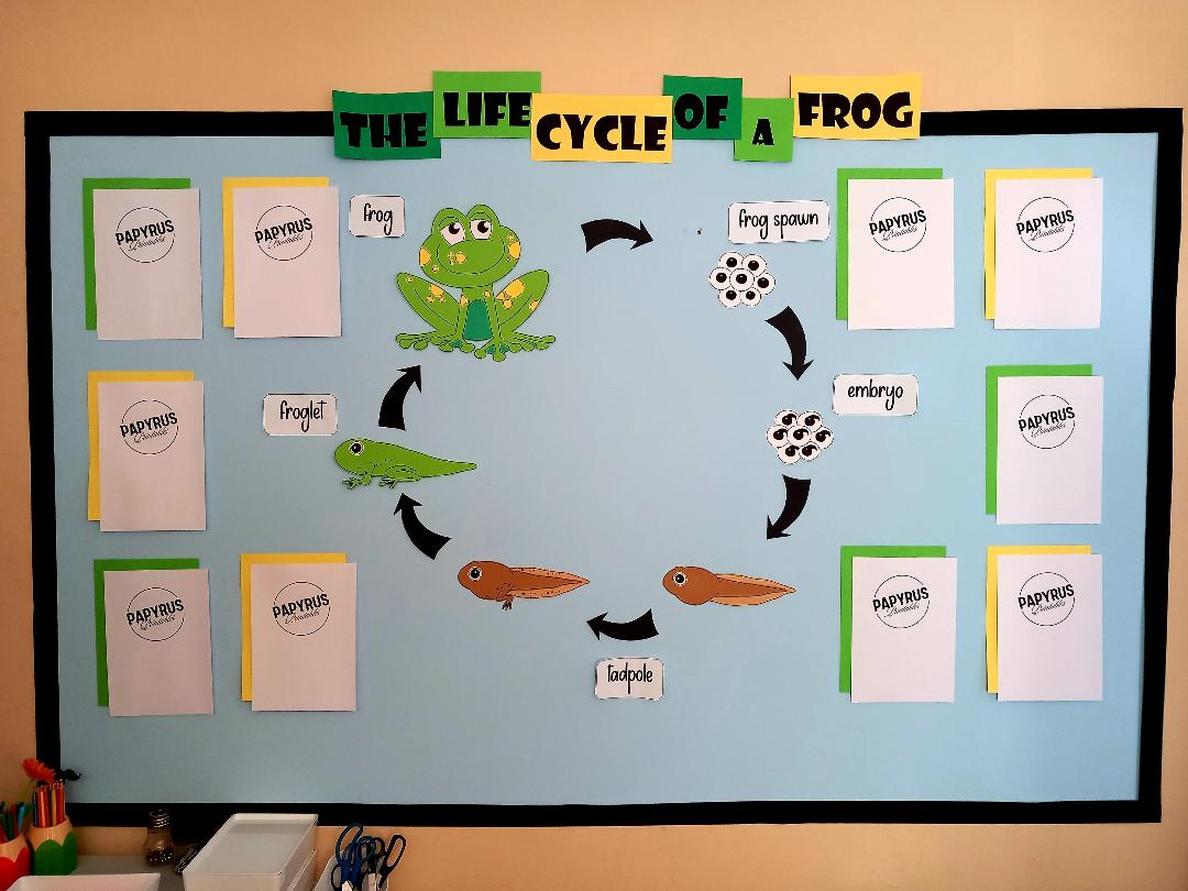 The Life Cycle of a Frog Display