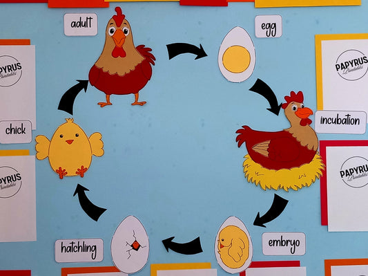The Life Cycle of a Chicken Display