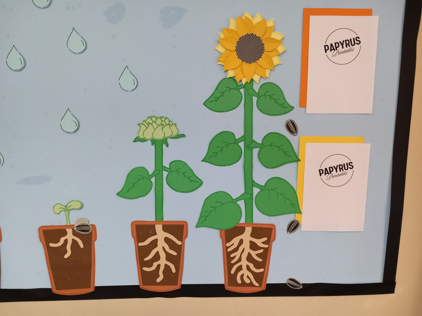 What Does a Plant Need to Grow? Display