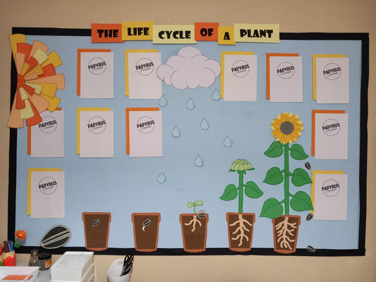 Life Cycle of a Plant Display